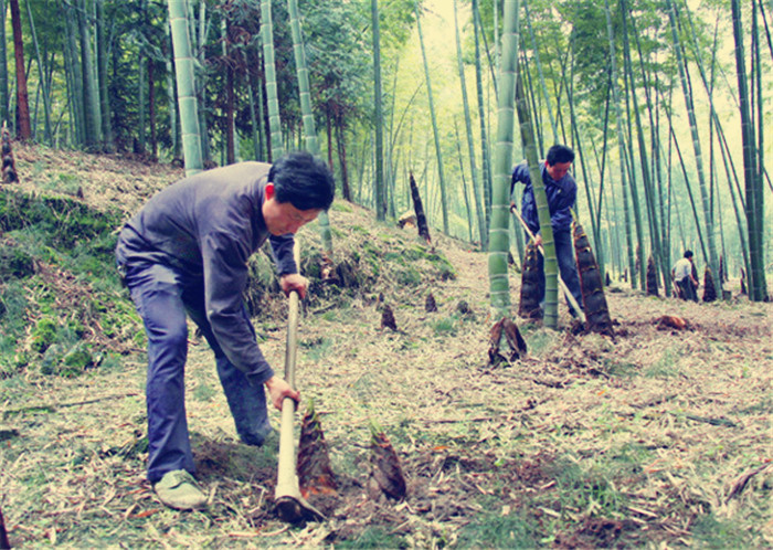 高山竹笋基地